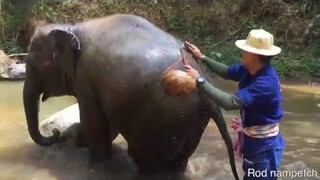 ทำไมน้ำเพชรสกปรกแบบนี้เนี่ย...ต้องพาไปอาบน้ำแล้ว😒🤧😅