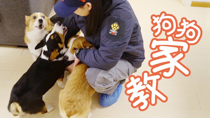 เจ้าของหานักสอนพิเศษมาช่วยฝึกหมาคอร์กี้ ครูฝึกบอก: หมาสมัยนี้เลี้ยงยากจริงๆ 【ดูบี้ขาสั้น】