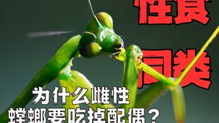 为什么雄螳螂心甘情愿被雌性吃掉？