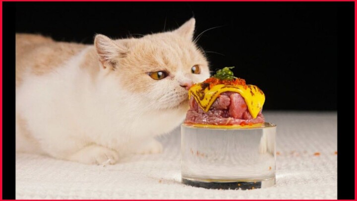 Cat Eating Burger Meow Patty / Cat Mukbang.