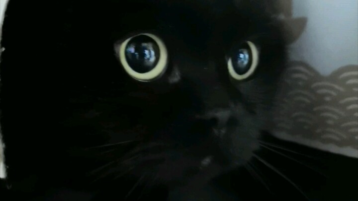 Have you ever seen a cat with such "cunning"? (Stay tuned for the next episode!)