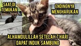 Anak Kucing Menangis Di Pinggir Jalan Karena Mencari Induknya Part 2 Dapat Induk Sambung..!