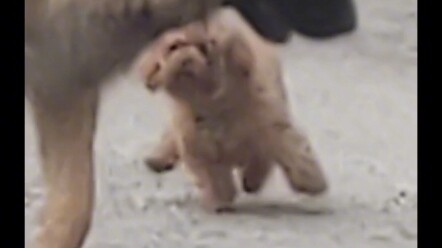 عمي، أنا أخاف الأطفال أكثر شيء! #