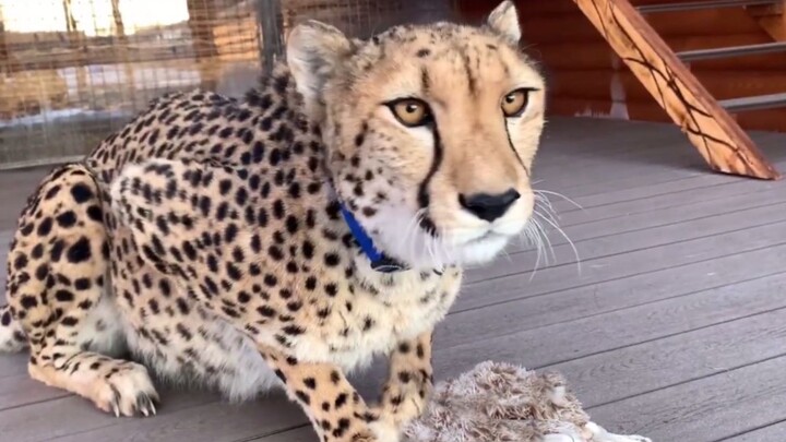 How does a cheetah conquer its “prey”?