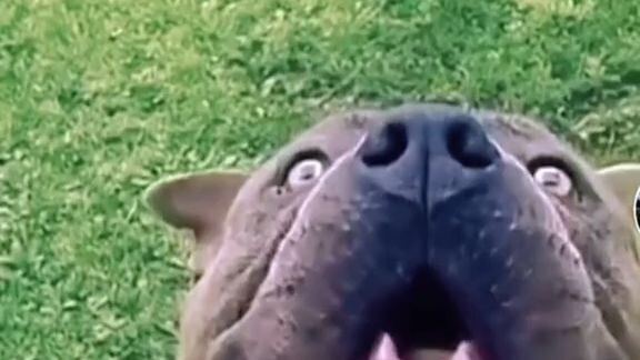 Xem là cười 🤣