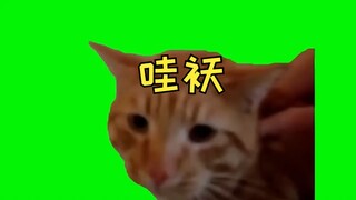 ♿ว้าโอะและออตโตหัวเราะพร้อมกับภาพมีมแมว♿