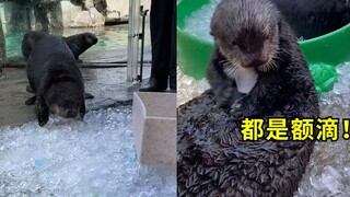 As soon as the aquarium gave out ice cubes, the little sea otter ran around like crazy, constantly p