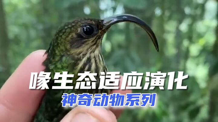 Unveiling the ecological adaptations and evolution of four hummingbird beak shapes.