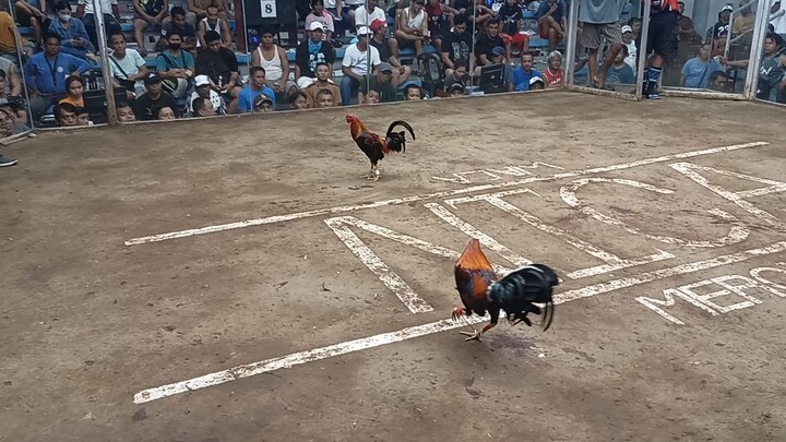 Khanuta GF Battle of the Tiktokers 5 Stag Derby (National Banded)