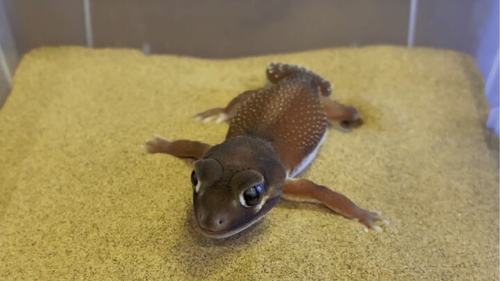 The gecko is out of battery
