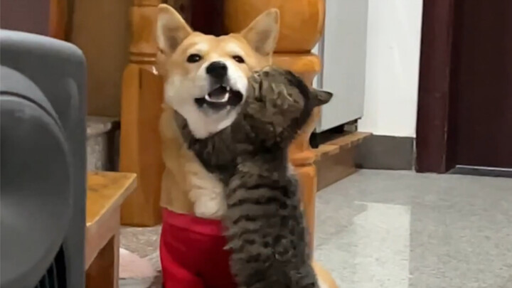 Seekor kucing yang dibesarkan oleh anjing!