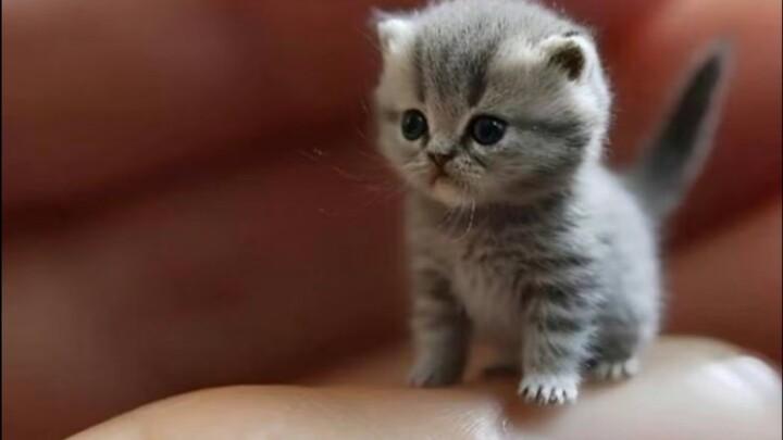 โลกนี้ขาดแมวน้อยน่ารักแบบนี้ไปไม่ได้!