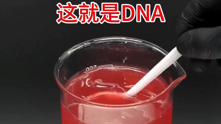 นี่คือ DNA สกัดได้ง่ายๆ ในครัวของคุณ