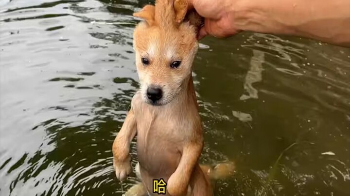 I actually really liked puppies...