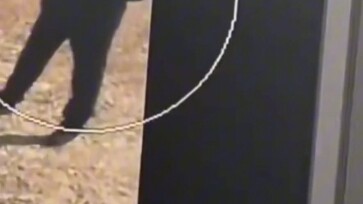 Nhân viên an ninh điện tử