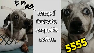 รวมคลิปตลกๆ : เล่นอะไรไม่ปรึกษาหมาเลยมานุด!!