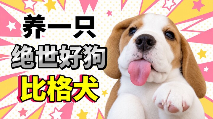 Sách ảnh chó hot: Chó Beagle, cùng bạn khám phá chú chó Beagle thực thụ!