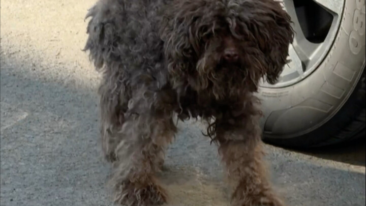 Tôi không biết người tốt có được đền đáp hay không, nhưng tôi nhất định phải là một người tốt!