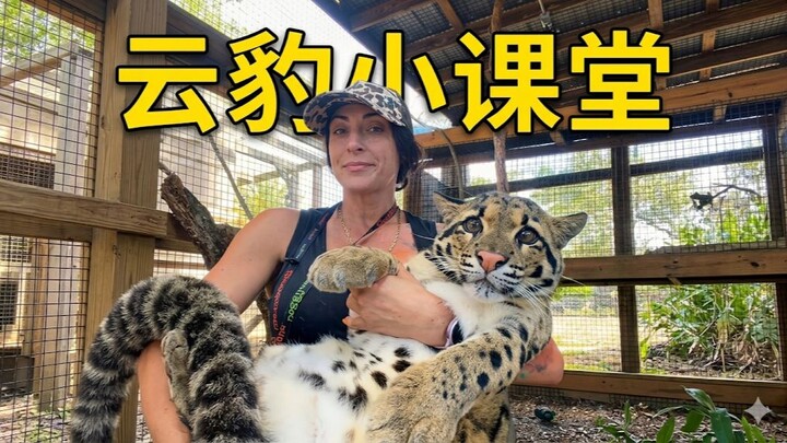 Kelas kecil Cloud Leopard dimulai! Sepertinya ia sangat sadar bahwa dirinya hanyalah seekor anak kuc