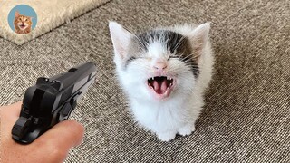 Funniest Pets - Best Of The 2021 Funny Animal Videos #2| MEOW