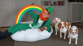 Dogs vs Leprechaun Prank สุนัขตลก Maymo Penny และ Potpie