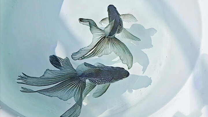 สัตว์|ปลาทองฟีนิกซ์หางสีน้ำเงินที่สวยงาม