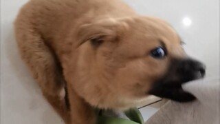 What are you barking at?