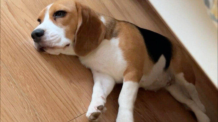 Jangan menuduh anjing Beagle salah—rumah memang banjir, tapi bukan ulah si anjing!