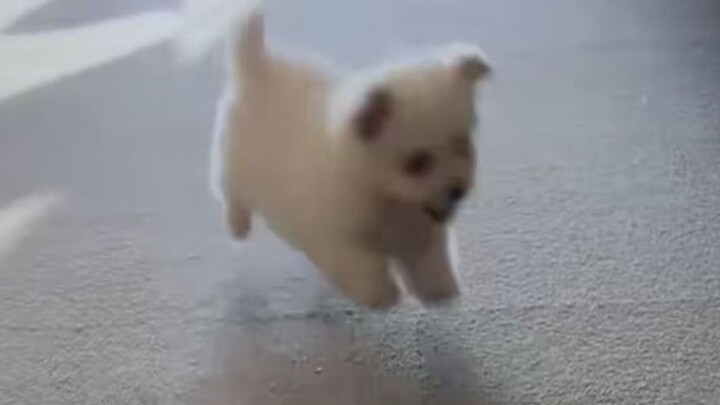 كنت في الأصل أحب الكلاب كثيرًا..