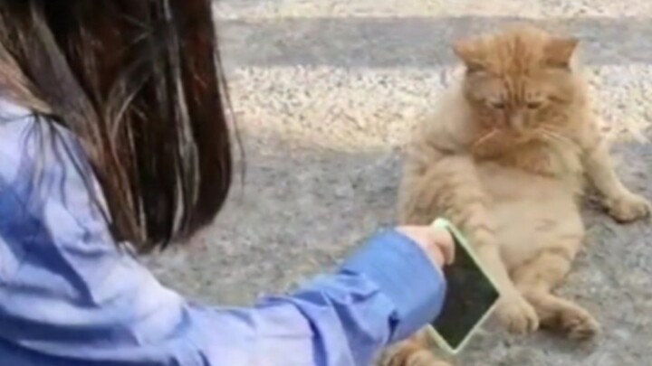 Vacation’s here—let’s go hang out with Cat Senior again!