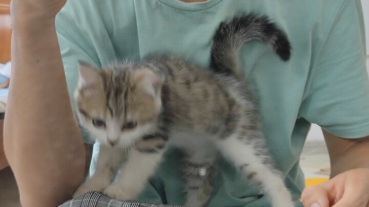 Sheniu Cat, first day home