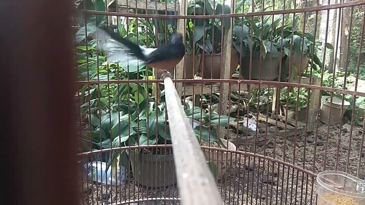 Menaikan Mental Murai batu muda !! awalnya takut murai batu ini jadi mau narung