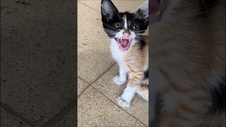 ANAK KUCING LUMPUH NANGIS TERUS #kucing #pedulikucingjalanan