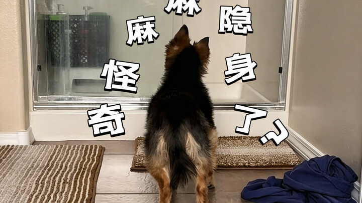 Apologize to the dog right now!!!
