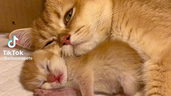 cute mother and daughter cat
