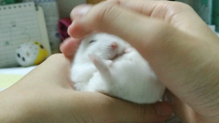 [Hamster] New gameplay is now available! Unlock two ○○~