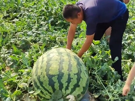 This year’s “melon king” has arrived.