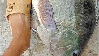 Sao lại có cá rô phi to đến vậy?