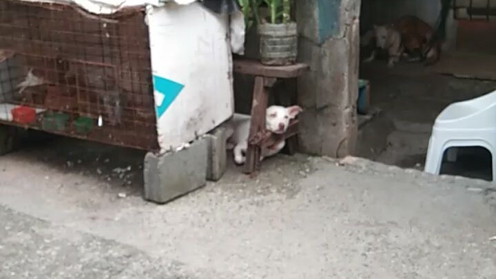 ang mahusay kong kalapati 😂🤣