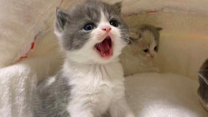 Little Kitten: I’m just this cute!