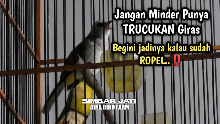 Sekali ROPEL Bikin Geger TRUCUK sekampung