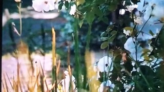 white lies for love Episode 15