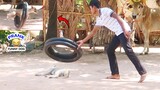 Wow !! The Ring Prank on Dog so Funny Video Try not to Luagh @Mister FunTube