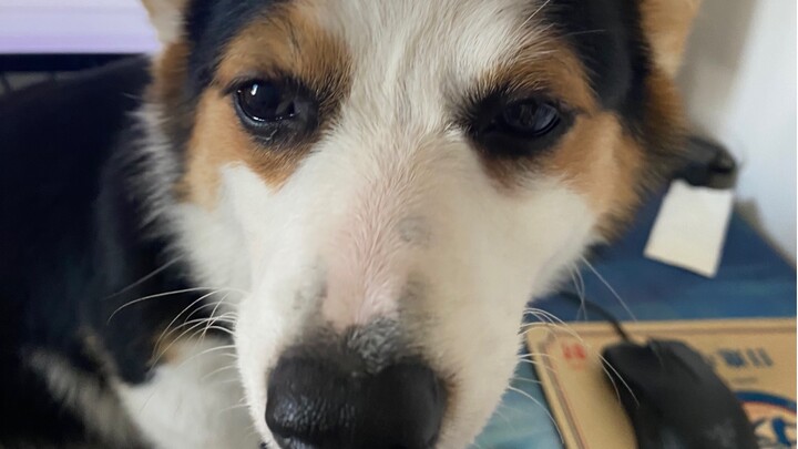 There’s no such thing as a “good dog” in a Golden Retriever’s eyes.