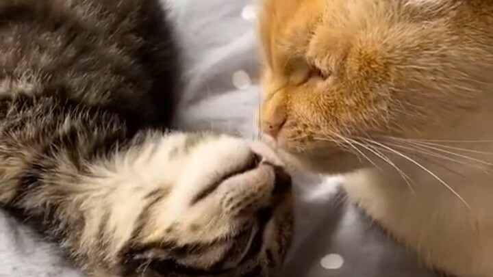 The transformation of a pair of unfamiliar cats over seven days