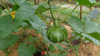 小时候不懂，为什么一根绳子，可以拴住一头牛，让其在田间辛勤劳作一生！现如今！一把无形的枷锁，把自己困在这一日三餐之间。原来牛和我都有着各自的致命弱点，牛的鼻子太软、怕痛！我的人生太短、怕穷！牛的一辈