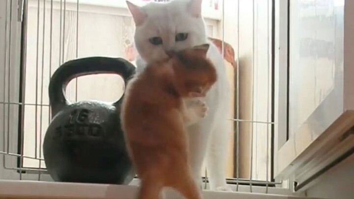 The Kitten’s Revenge — Neck for a neck, mother’s debt repaid by her son!