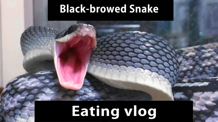 Pembaruan Video Ular Alis Hitam | Memberi makan ular hewan peliharaan