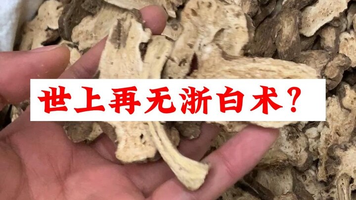 Is Zhejiang White Atractylodes No Longer in This World?