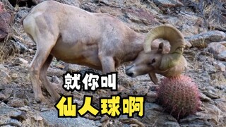 喜欢数星星的铁头娃-大角羊